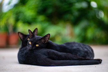 Portrait of two black cats at the street, close up Thai cat