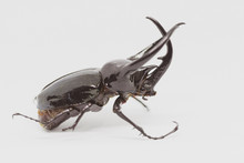 Stag Beetle Isolated On White Background.