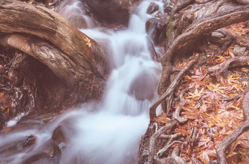 Wall Mural - Autumn creek