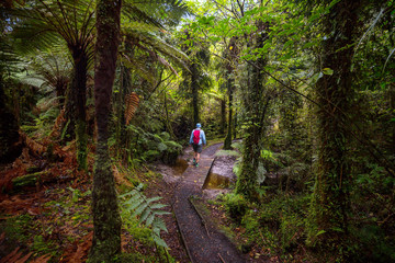 Poster - New Zealand forest