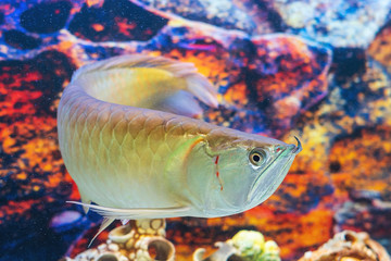 Wall Mural - Asian red arovana swims in an aquarium