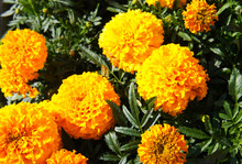 Tagetes Erecta Taishan Gold Dwarf African Marigold Round  Yellow Flowers With Green