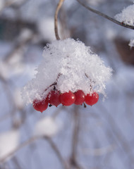 Bright red viburnum berries on a branch in the snow