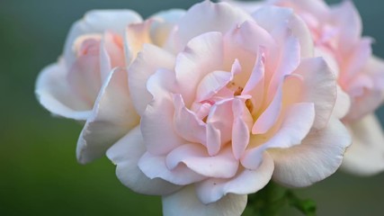 Fotomurales - Pinkish white roses in garden