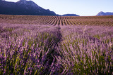 Fototapeta Lawenda - Lavender Field from Turkey