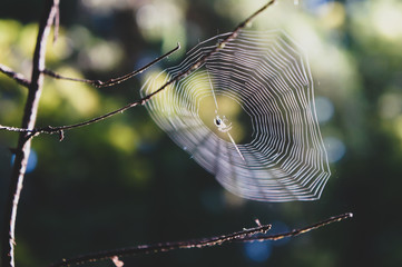 spider web with a spider on branches in the forest in the early morning