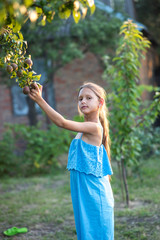 Wall Mural - A beautiful long-haired girl picks pears in the garden. The child is holding a pear. The girl smiles and picks pears. Harvesting