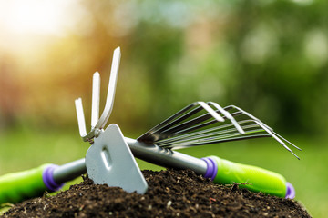 Planting young tomato plant in the garden