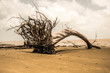 © Mykhaylyk - dead tree on the beach