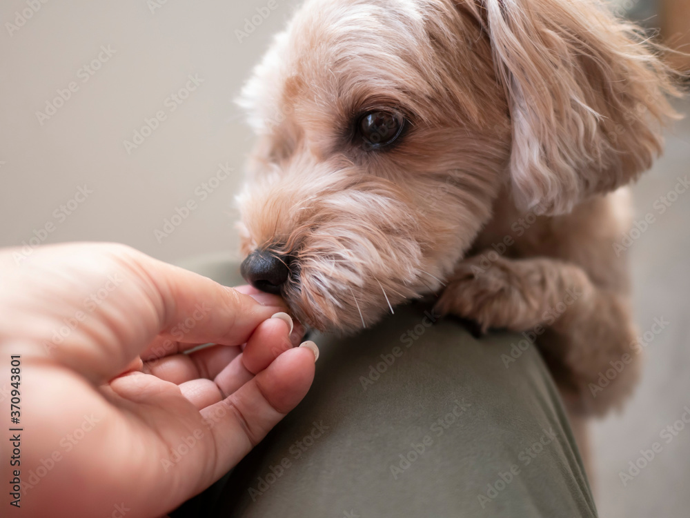おやつを欲しがるかわいいアプリコットの小型犬 トイプードル マルプー Perros Cuadros Canvas
