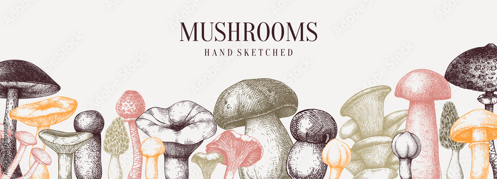 Vintage mushrooms banner. Edible mushrooms vector background. Hand drawn food drawings. Forest plant sketches.  - obrazy, fototapety, plakaty 