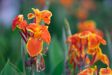 Wall Mural - Beutiful  canna lily