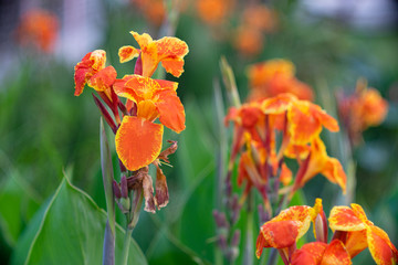Wall Mural - Beutiful canna lily
