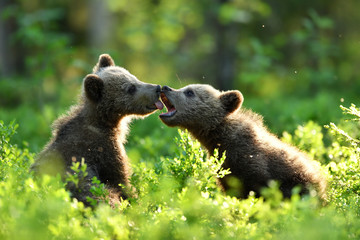 Wall Mural - brown bear cubs playing in the summer forest