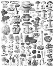 Mushroom And Toadstool Collection - Vintage Engraved Illustration From Adolphe Philippe Millot