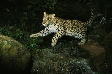 Wall Mural - persian leopard, panthera pardus saxicolor, adult jumping over water