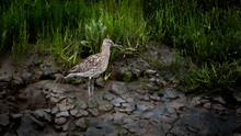 A Curlew On The Wetlands In Norfolk