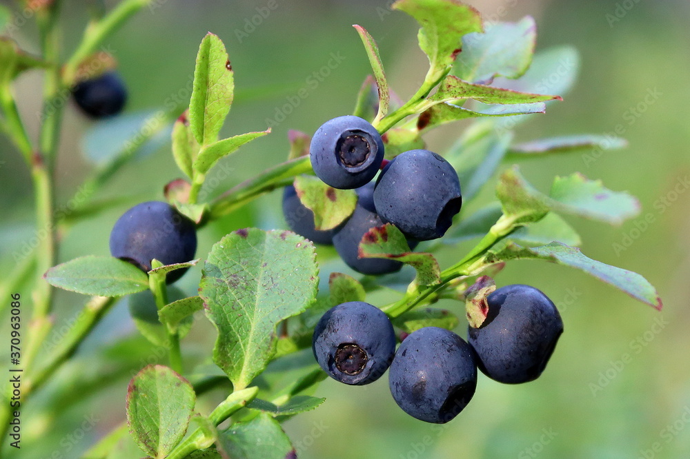 Borówka czarna jagoda czarna jagody Vaccinium myrtillus Bilberries European blueberries Heidelbeere - obrazy, fototapety, plakaty 
