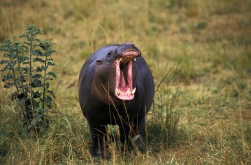 Wall Mural - pygmy hippopotamus, choeropsis liberiensis, female yawning