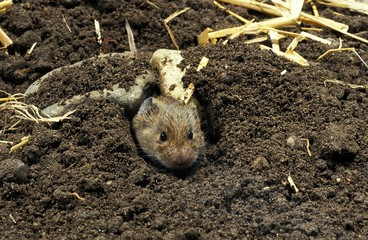 Wall Mural - common vole, microtus arvalis, head of adult emerging from tunnel