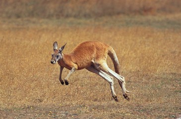 Wall Mural - red kangaroo, macropus rufus, adult running, australia