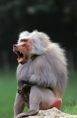 Wall Mural - hamadryas baboon, papio hamadryas, male yawning
