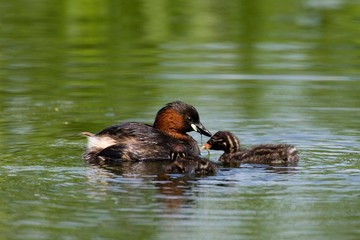 Wall Mural - Little Grebe, tachybaptus ruficollis, Adult with Chicks standing in Water, Pond in Normandy