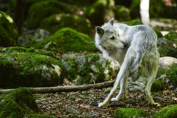 Sticker - loup louve meute montagne bois foret environnement