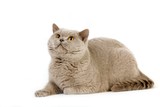 Fototapeta Koty - Lilac British Shorthair Domestic Cat, Male laying against White Background