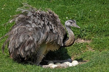 Wall Mural - american rhea, rhea americana, adult sitting on eggs in nest