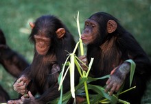 Chimpanzee, Pan Troglodytes, Adults Eating
