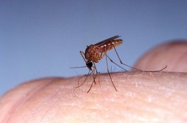 Wall Mural - mosquito, culex quinquefasciatus, adult bitting skin, florida