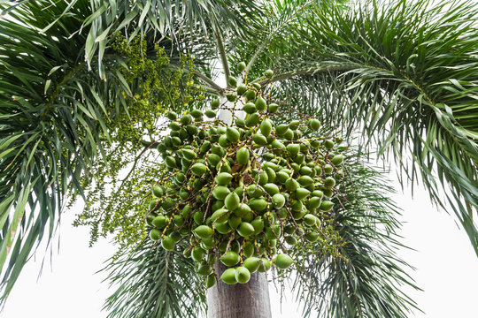 Branch of red and green betel nut or Areca Catechu (Areca nut palm, Betel nuts).