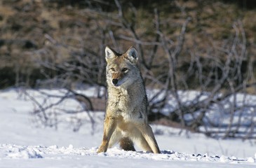 Naklejka na meble Coyote, canis latrans, Adult standing on Snow, Montana