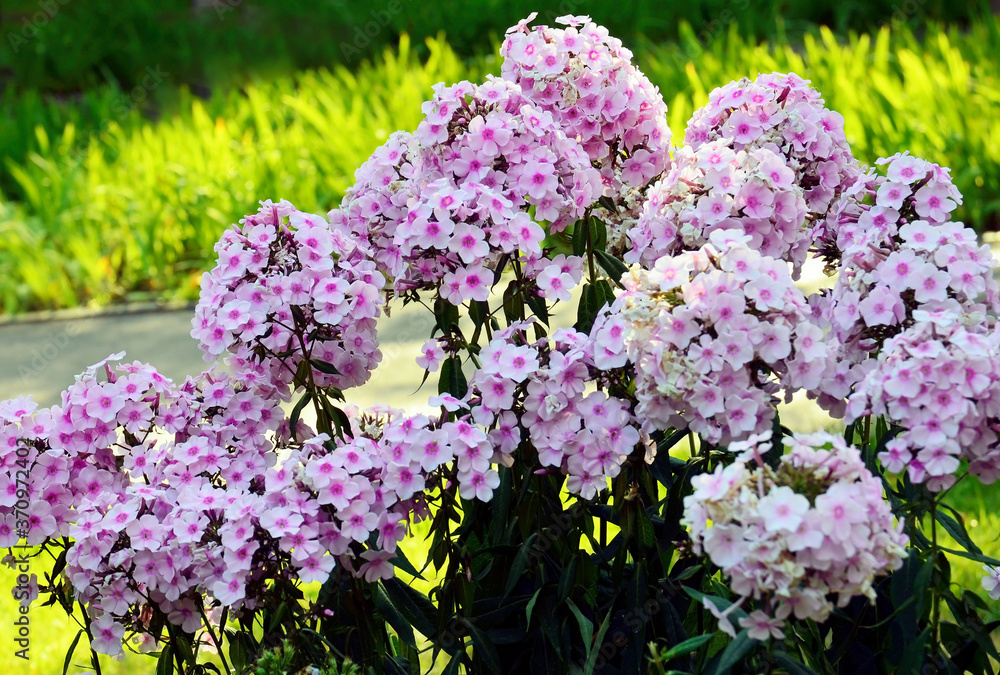 Beautiful Garden phlox (Phlox paniculata) flowers in a flower bed in a summer park.Selective focus. - obrazy, fototapety, plakaty 