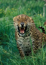 Leopard, Panthera Pardus, Adult Snarling