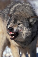 Wall Mural - north american grey wolf, canis lupus occidentalis, adult in defensive posture, canada