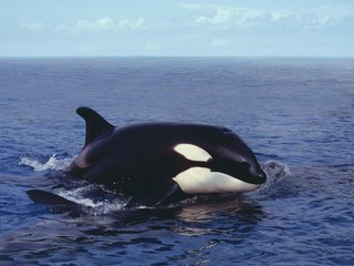 Wall Mural - killer whale, orcinus orca, adult breaching, channel near orca's island