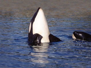 Wall Mural - killer whale, orcinus orca, adult spy hopping, channel near orca's island