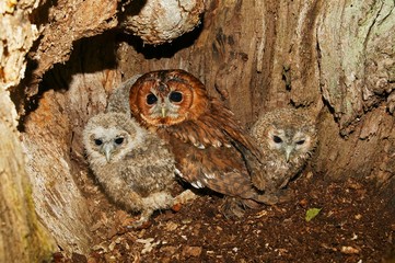 Wall Mural - Eurasian Tawny Owl, strix aluco, Adult with Chicks at Nest, Normandy