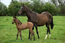 Akhal Teke, Horse Breed From Turkmenistan, Mare With Foal