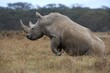White Rhinoceros, ceratotherium simum, Female at Nakuru Park in Kenya