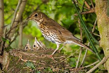 Song Thrush, Turdus Philomelos, Adult With Chicks At Nest, Normandy