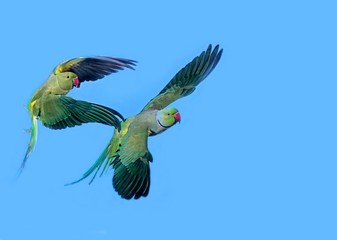 Wall Mural - rose ringed parakeet, psittacula krameri, pair in flight
