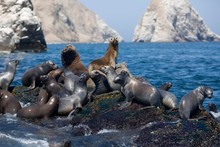 South American Sea Lion Or Southern Sea Lion, Group Standing On Rocks, Otaria Byronia, Paracas National Park In Peru