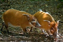 Red River Hog Or Bush Pig, Potamochoerus Porcus, Adults