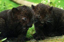 Black Panther, Panthera Pardus, Cub Snarling