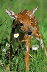 Sticker - White Tailed Deer, odocoileus virginianus, Fawn with Flowers