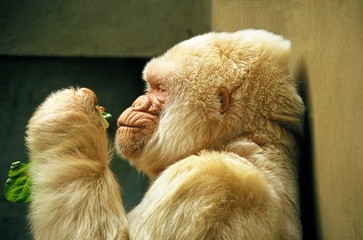 Wall Mural - White Gorilla, gorilla gorilla, Male at Barcelona Zoo called Snowflake or Copito de Nieve