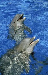 Wall Mural - Bottlenose Dolphin, tursiops truncatus, Heads of Adult emerging from Water